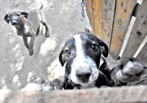 Mascotas vuelan en BoA para llegar con sus familias adoptivas