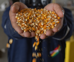 Emapa entregará 200.000 t de maíz al sector avícola para garantizar carne de pollo y huevo