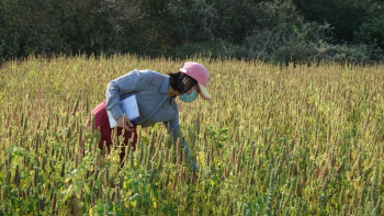 Bolivia a poco de cumplir requisitos y abrir el mercado de China para la chía
