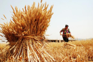 EMAPA pagará $US 330 por tonelada de trigo este año