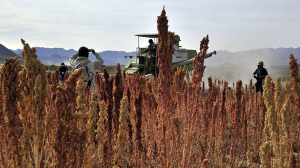 YPFB destina 314 mil litros de combustible a productores de quinua