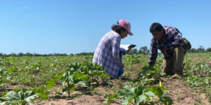 En más de 60 hectáreas crecen cultivos de macororó en Villa Montes y Charagua para producir biodiésel