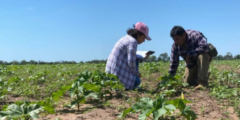 En más de 60 hectáreas crecen cultivos de macororó en Villa Montes y Charagua para producir biodiésel