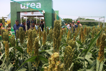 YPFB implementa parcelas en campo para demostrar beneficios de la urea en el agro