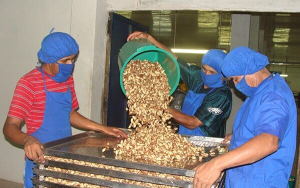 Destinan Bs 74,7 millones para planta industrial de almendra