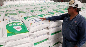 Urea de YPFB incrementa en 50% la producción de trigo en el municipio de Okinawa