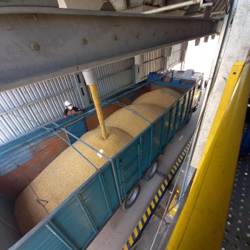 Granjas avícolas y porcinocultores de Santa Cruz recibieron maíz duro con subvención de Emapa