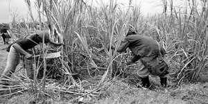 Garantizan abastecimiento de gas natural para inicio de zafra