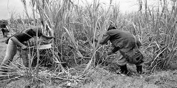 Garantizan abastecimiento de gas natural para inicio de zafra