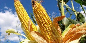 Planta procesadora de cereales de Yamparáez llega al 70% de ejecución y prevé entrar en funcionamiento en agosto