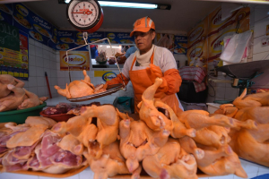 Se prevé la distribución de 19 millones de pollos en el país hasta mediados de enero