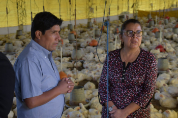 Emapa: Granjas de Santa Cruz reciben con normalidad provisión de maíz subvencionado