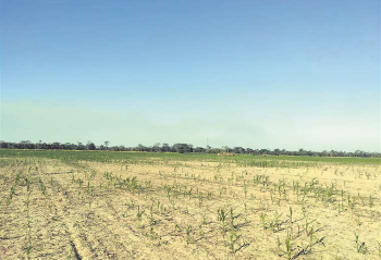 Emapa invierte $us 4,7 millones para producir el 2,2% de la demanda anual de maíz