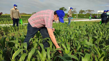 Urea de YPFB duplica la productividad de cultivos en parcelas demostrativas