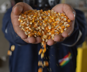 Estado eroga cerca de Bs 450 millones para subvencionar maíz y estabilizar precio de alimentos