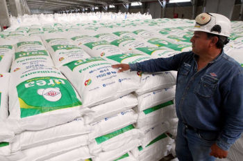 Urea de YPFB incrementa en 50% la producción de trigo en el municipio de Okinawa