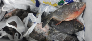 Emapa ofrece en sus tiendas y supermercados tambaquí, pacú y tilapia a precio justo