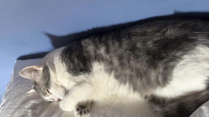 BoA repondrá al menos $us 4 mil a dueña del gato Tito