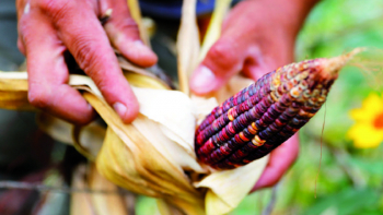 Emapa garantiza 100.000 toneladas de maíz y sembrará grano en el norte de La Paz