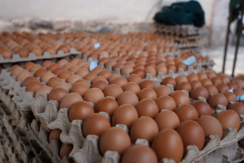 Emapa venderá a 76 y 80 centavos la unidad de huevo y el Gobierno asegura que el precio bajará gradualmente