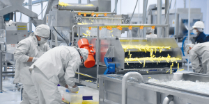 La planta de papa brilla entre las primeras estrellas de la industrialización