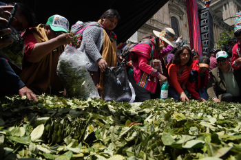 Kokabol prevé iniciar este año la construcción de la segunda Planta Industrializadora de Coca