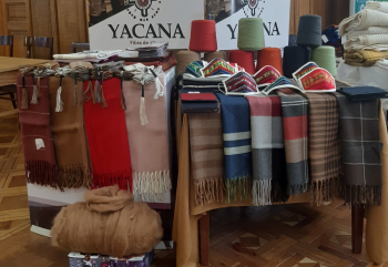 Estatal Yacana, que aseguró 100 toneladas de top de alpaca a China y 50 a Reino Unido, prevé generar Bs 30,5 millones