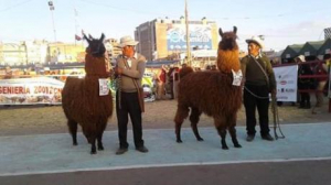 Cochabamba repunta con altura en la producción de llamas