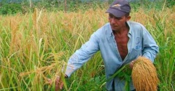 Yapacaní: Arroceros solicitan a Emapa mantener el acopio de su producción lista
