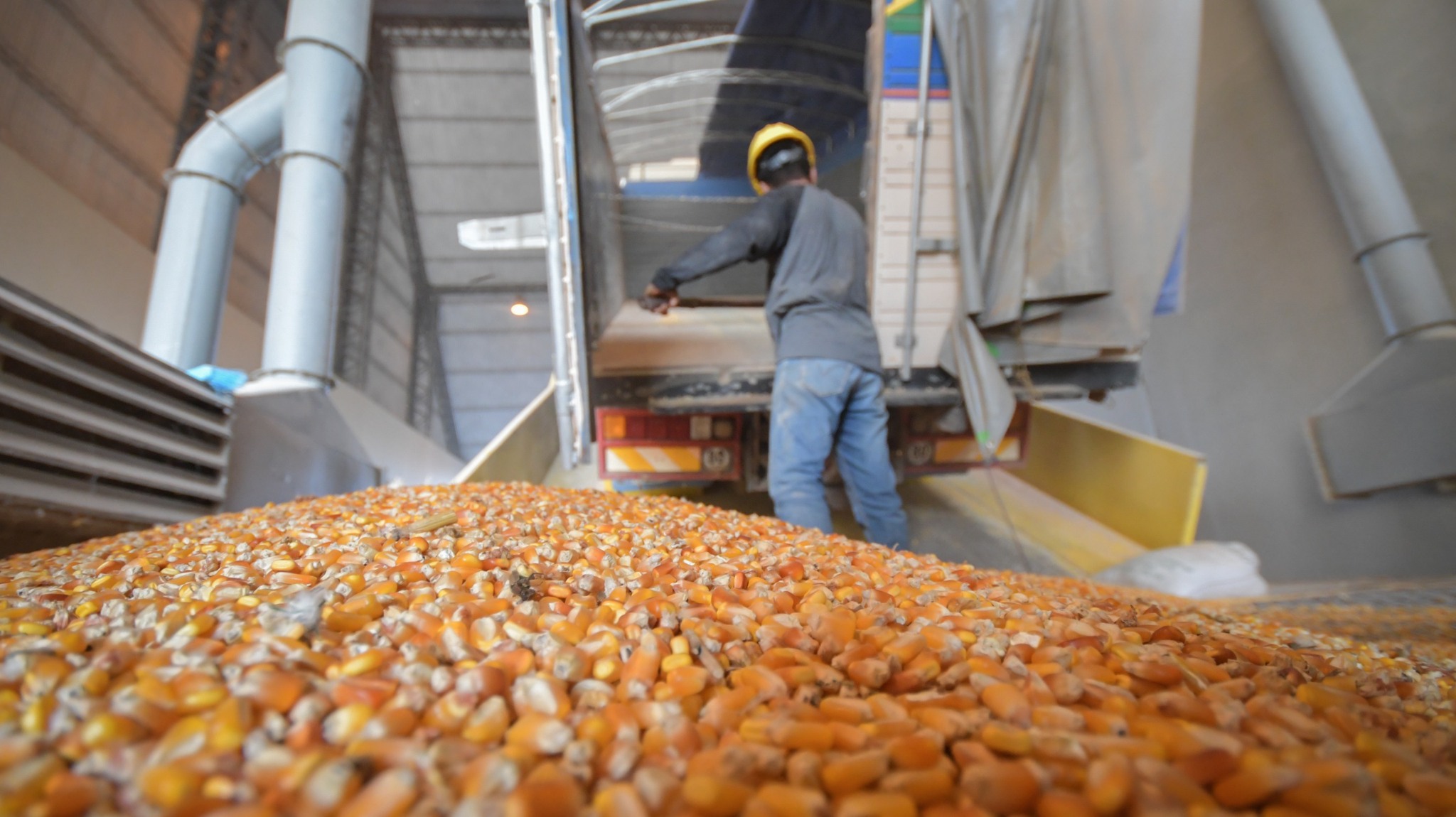 Emapa garantiza la entrega de maíz al sector pecuario y desmiente supuestos incumplimientos