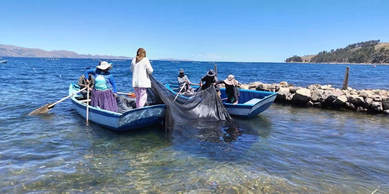  Desarrollo Rural siembra más de 3.000 alevines de trucha para fortalecer la producción piscícola en Santiago de Huata