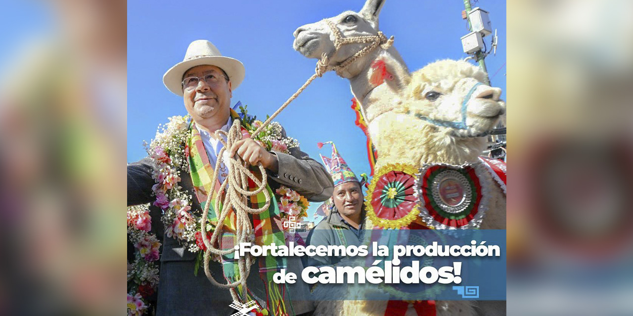 El presidente Arce resaltó que más de 25.000 familias del altiplano fueron beneficiadas con el incremento en la producción de carne y fibra de llama y alpaca.