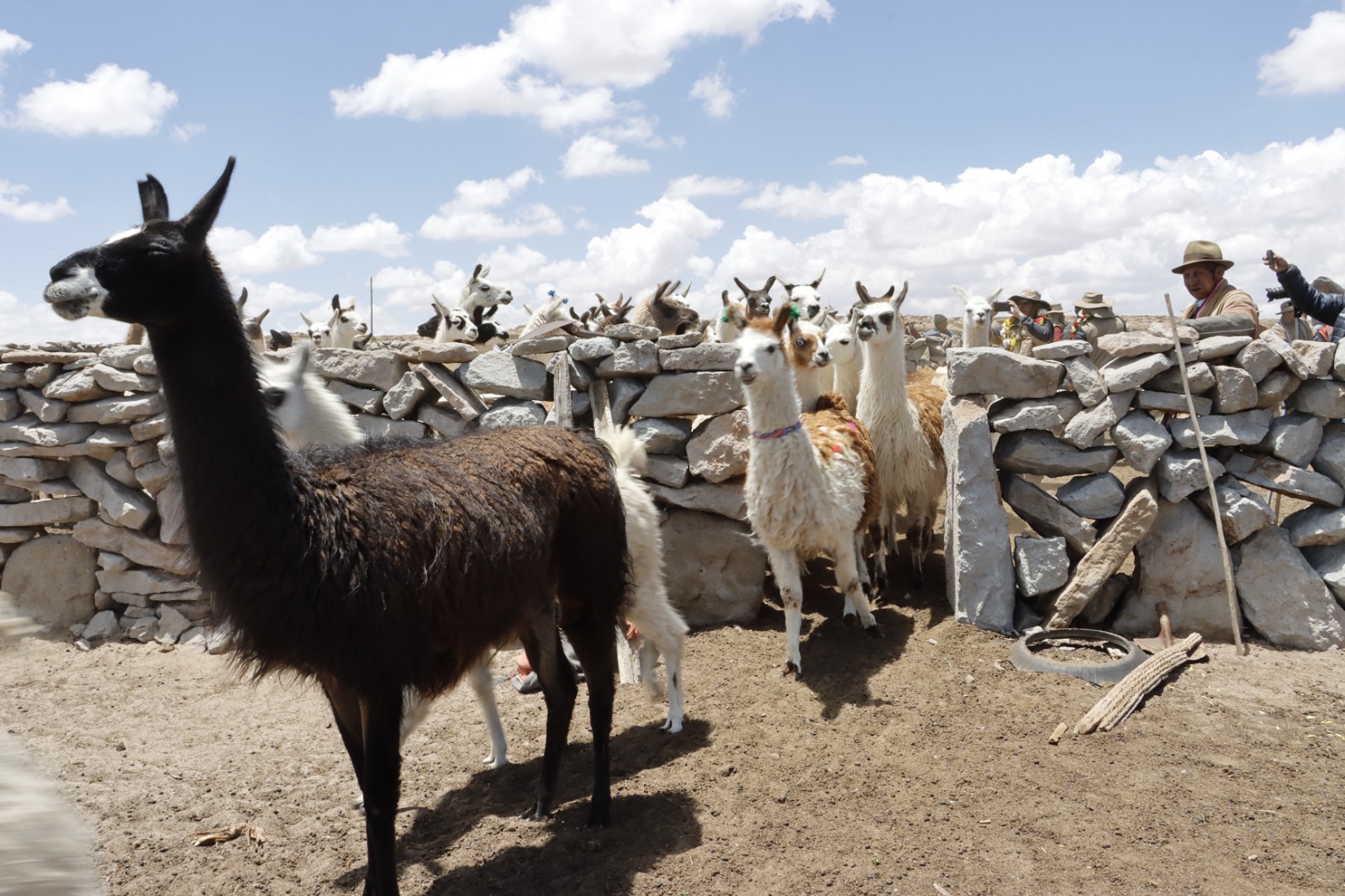 Envían protocolos para la exportación de charque de llama a Estados Unidos 